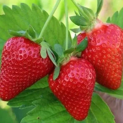 Клубника КЛОДИЯ  Клубника КЛОДИЯ в Рязани