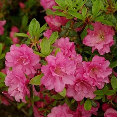 Азалия РОЗИНЕТТА японская  Азалия РОЗИНЕТТА японская в Рязани