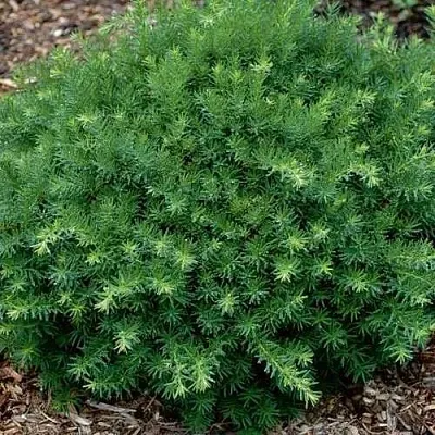 Тис ХИКСИ средний  Тис ХИКСИ средний в Рязани