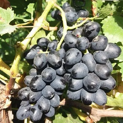 Виноград КИШМИШ АТТИКА  Виноград КИШМИШ АТТИКА в Рязани