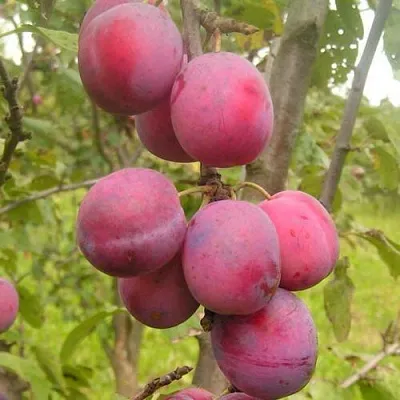 Слива ЭДИНБУРГСКАЯ  Слива ЭДИНБУРГСКАЯ в Рязани