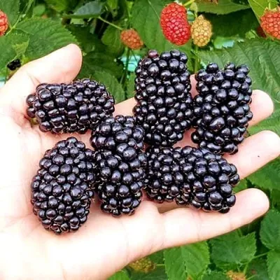 Ежевика ОУАЧИТА бесшипная — описание сорта Ежевика ОУАЧИТА бесшипная в Рязани