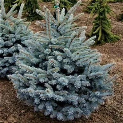 Ель МИСТИ БЛЮ голубая  Ель МИСТИ БЛЮ голубая в Рязани