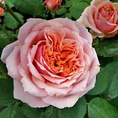 Саженцы роз ПОЛЬ БОКЮЗ шраб  Саженцы роз ПОЛЬ БОКЮЗ шраб в Рязани