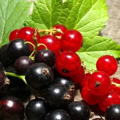 Смородина   Смородина  в Рязани