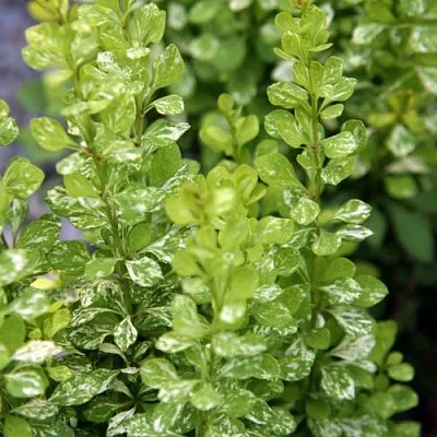 Барбарис ПАУ ВАУ тунберга  Барбарис ПАУ ВАУ тунберга в Рязани