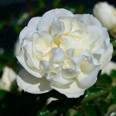 Саженцы роз ВАЙТ МЕЙДИЛАНД почвопокровная  Саженцы роз ВАЙТ МЕЙДИЛАНД почвопокровная в Рязани