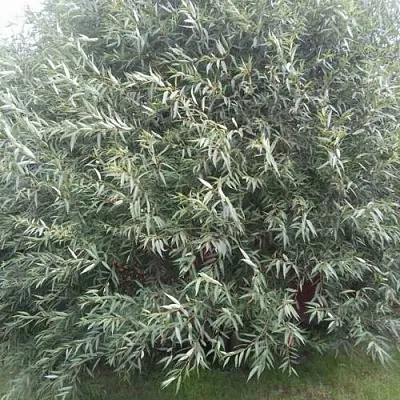 Ива СЕРЕБРИСТАЯ  Ива СЕРЕБРИСТАЯ в Рязани