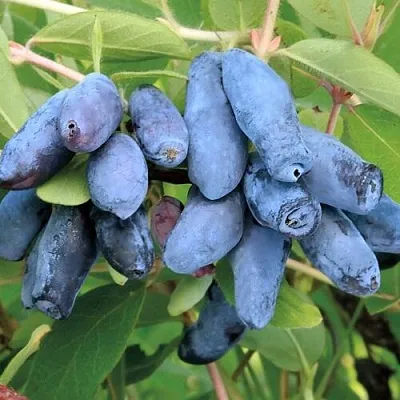 Жимолость съедобная ПАВЛОВСКАЯ  Жимолость съедобная ПАВЛОВСКАЯ в Рязани