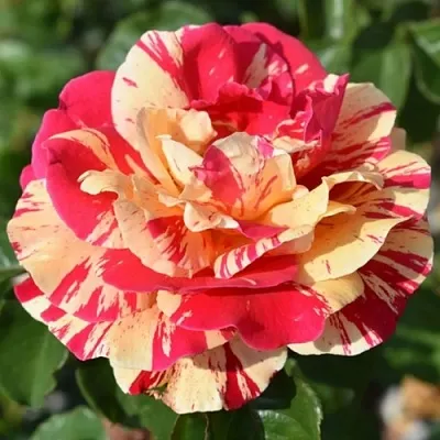 Саженцы роз ВАНИЛЛА ФРАЙЗ плетистая  Саженцы роз ВАНИЛЛА ФРАЙЗ плетистая в Рязани