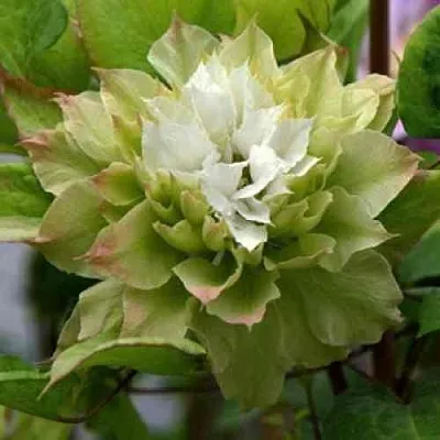 Клематис СЕН-НО-КЕЙЗ  Клематис СЕН-НО-КЕЙЗ в Рязани