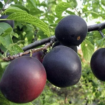 Абрикос МОНАРЕЗИ  Абрикос МОНАРЕЗИ в Рязани