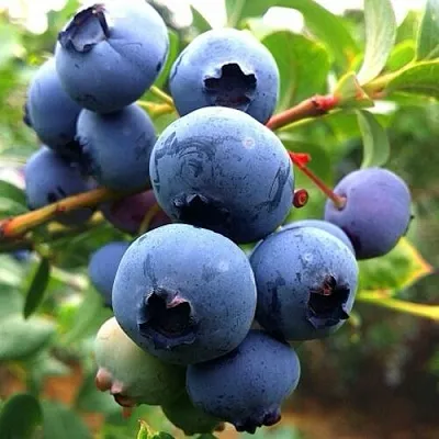 Голубика ДЮК  Голубика ДЮК в Рязани