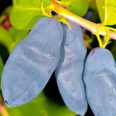 Жимолость съедобная ДЛИННОПЛОДНАЯ  Жимолость съедобная ДЛИННОПЛОДНАЯ в Рязани