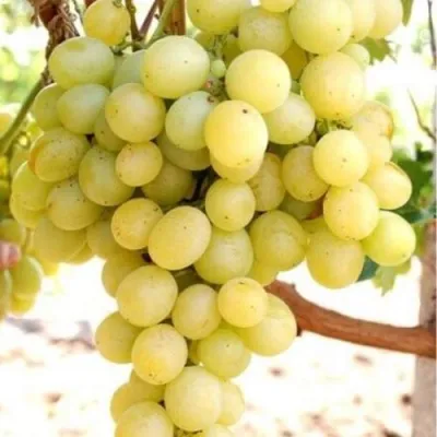 Виноград ТАЛИСМАН в Рязани
