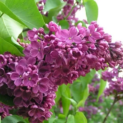 Сирень ДЕНЬ ПОБЕДЫ  Сирень ДЕНЬ ПОБЕДЫ в Рязани