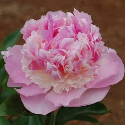 Пион ЭНДЖЕЛ ЧИКС травянистый  Пион ЭНДЖЕЛ ЧИКС травянистый в Рязани