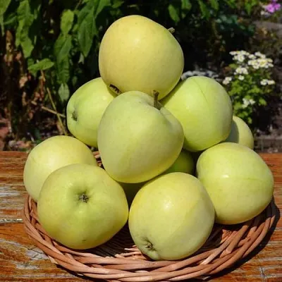 Яблоня ПАПИРОВКА  Яблоня ПАПИРОВКА в Рязани