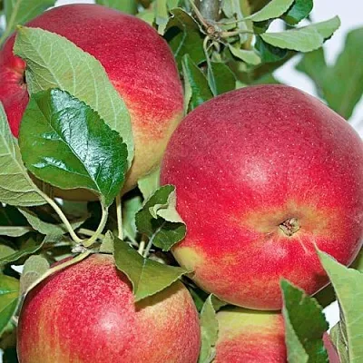 Яблоня СЕНАТОР колонновидная  Яблоня СЕНАТОР колонновидная в Рязани