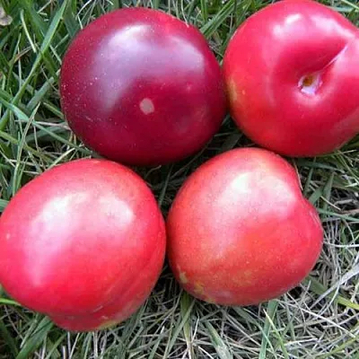 Плумкот БИРИКОККОЛО НОСТРАНО  Плумкот БИРИКОККОЛО НОСТРАНО в Рязани