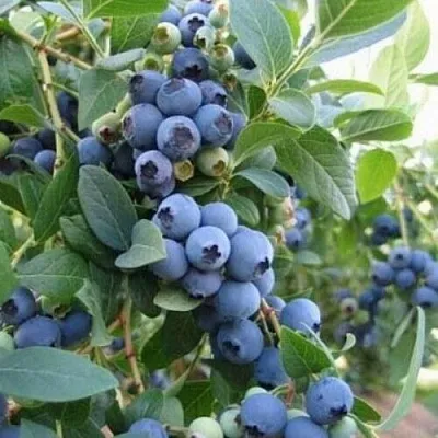 Голубика ЭЛЛИОТ  Голубика ЭЛЛИОТ в Рязани