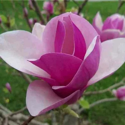 Магнолия СУЛАНЖА  Магнолия СУЛАНЖА в Рязани