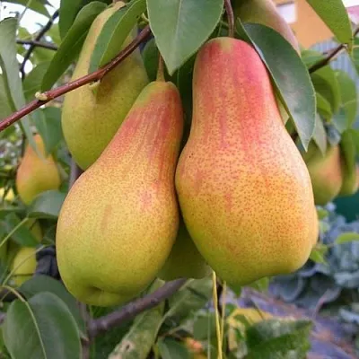 Груша ЧУДЕСНИЦА  Груша ЧУДЕСНИЦА в Рязани