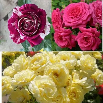 Комплект РОЗОВЫЙ АКЦЕНТ в Рязани