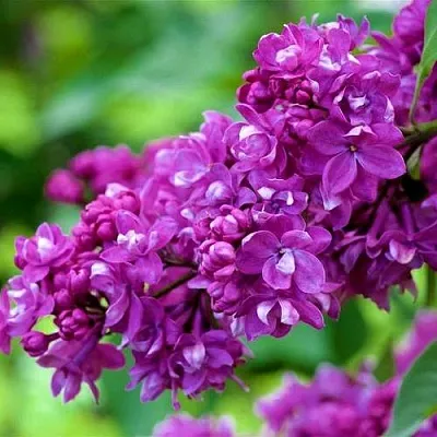 Сирень ОГНИ ДОНБАССА  Сирень ОГНИ ДОНБАССА в Рязани