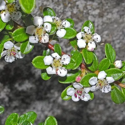 Кизильник ТАНГСТЕДТ горизонтальный   Кизильник ТАНГСТЕДТ горизонтальный  в Рязани