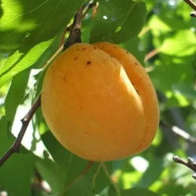 Абрикос ОРЛОВЧАНИН — описание сорта Абрикос ОРЛОВЧАНИН в Рязани