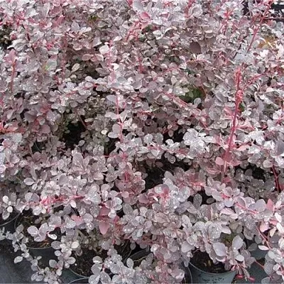 Барбарис СИЛЬВЕР МИЛЕС оттавский   Барбарис СИЛЬВЕР МИЛЕС оттавский  в Рязани