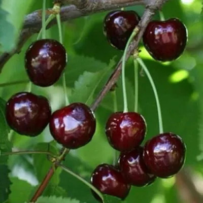 Черешня НАРОДНАЯ в Рязани