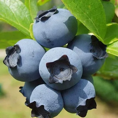 Сладкие сорта   Сладкие сорта  в Рязани