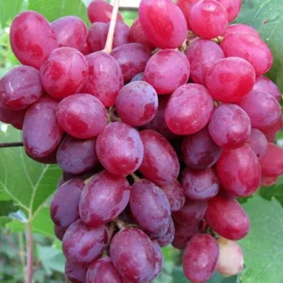 Виноград КИШМИШ ВЕЛЕС в Рязани