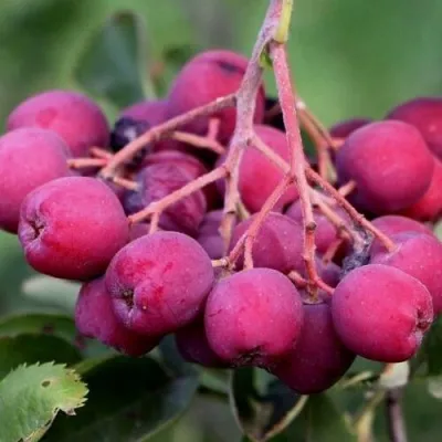 Рябина ДЕСЕРТНАЯ МИЧУРИНА сладкоплодная — описание сорта Рябина ДЕСЕРТНАЯ МИЧУРИНА сладкоплодная в Рязани