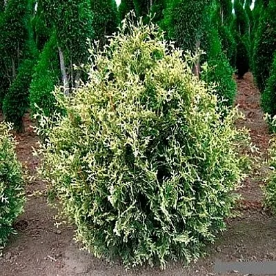 Туя ГОЛД ПЕРЛ западная в Рязани