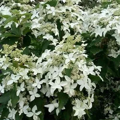 Гортензия МЭДЖИКАЛ СТАРЛАЙТ метельчатая  Гортензия МЭДЖИКАЛ СТАРЛАЙТ метельчатая в Рязани