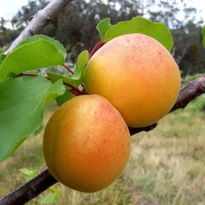 Абрикос ОРЛОВЧАНИН — описание сорта Абрикос ОРЛОВЧАНИН в Рязани