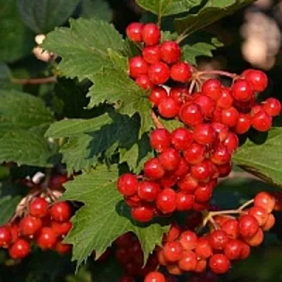 Калина  Калина в Рязани