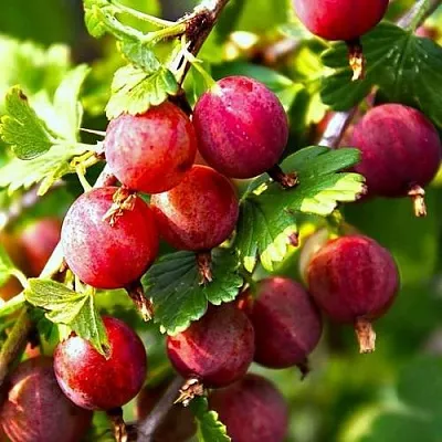 Крыжовник САДКО  Крыжовник САДКО в Рязани