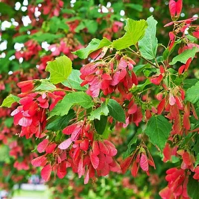 Клен татарский  Клен татарский в Рязани