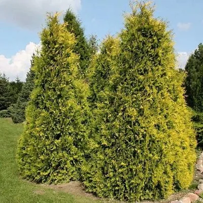 Туя АУРЕОСПИКАТА западная  Туя АУРЕОСПИКАТА западная в Рязани