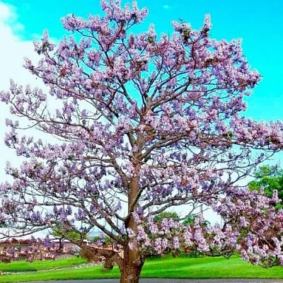 Павловния  Павловния в Рязани