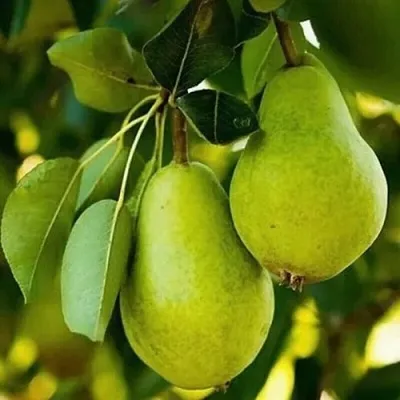 Груша СЕВЕРЯНКА колонновидная  Груша СЕВЕРЯНКА колонновидная в Рязани