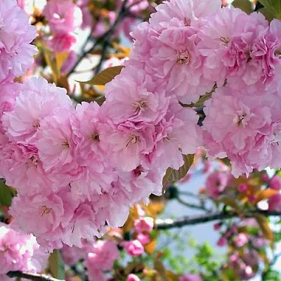 Сакура ОШИДАРЕ  Сакура ОШИДАРЕ в Рязани