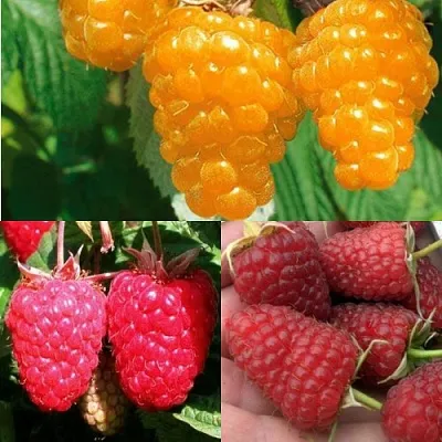 Комплект ЗОЛОТАЯ МАЛИНА в Рязани