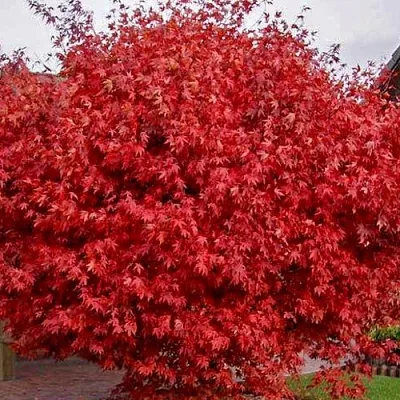 Клен гиннала   Клен гиннала  в Рязани