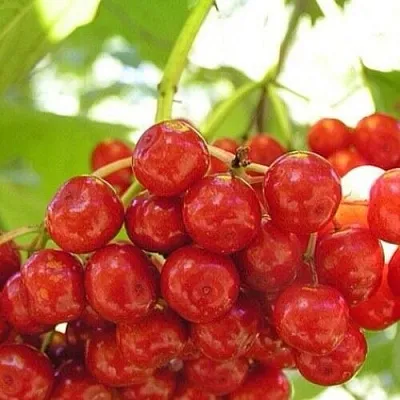 Калина КИЕВСКАЯ САДОВАЯ в Рязани