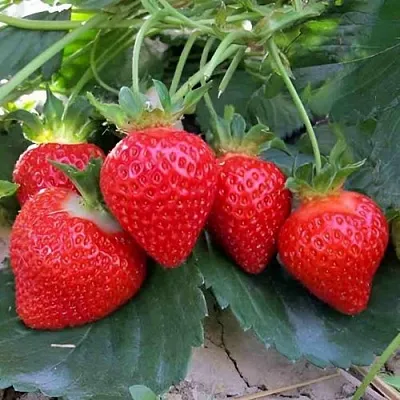 Клубника ТЕА  Клубника ТЕА в Рязани